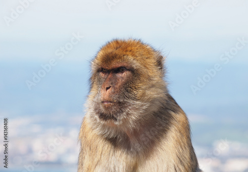 Barbary macaques in Gibraltar - Europe © tonigenes