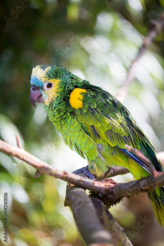 Parrot portrait of bird. Wildlife scene from tropic nature.