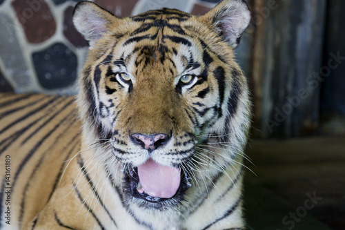 Fototapeta Naklejka Na Ścianę i Meble -  close up tiger head yawning