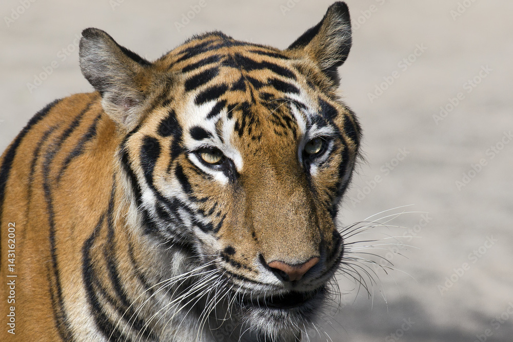 Fototapeta premium close up tiger head