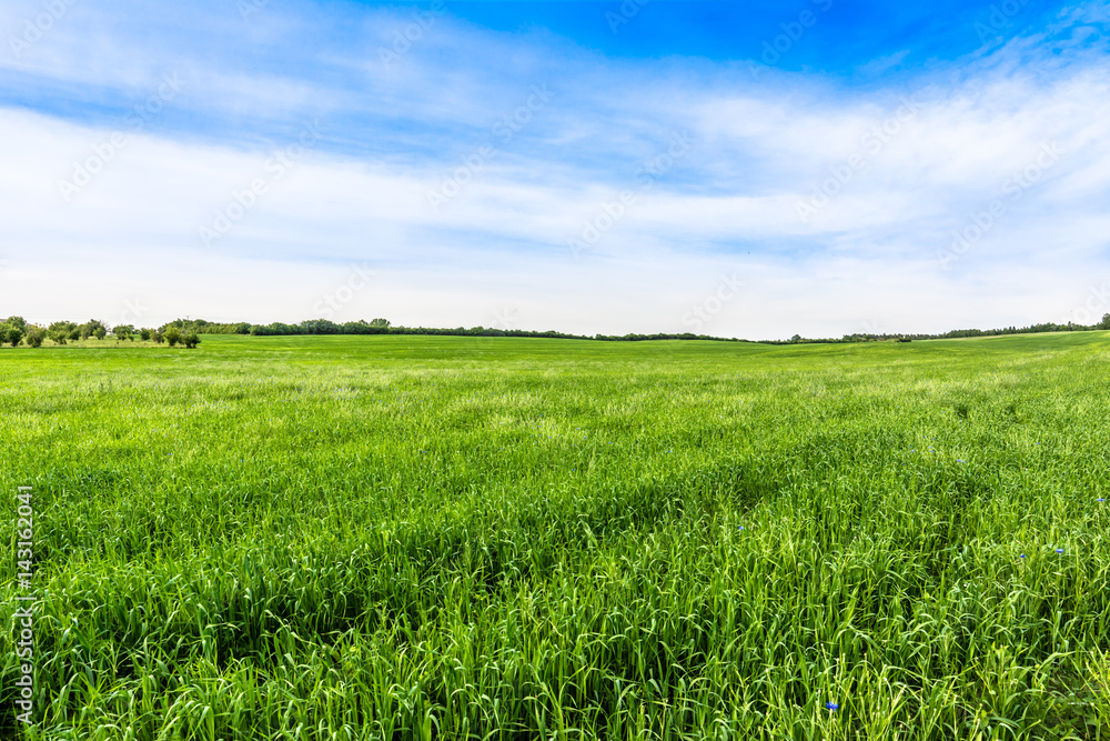 Vibrant green field landscape, rural field in the summer