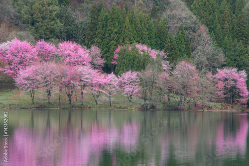 長野県大町市の中綱湖の桜