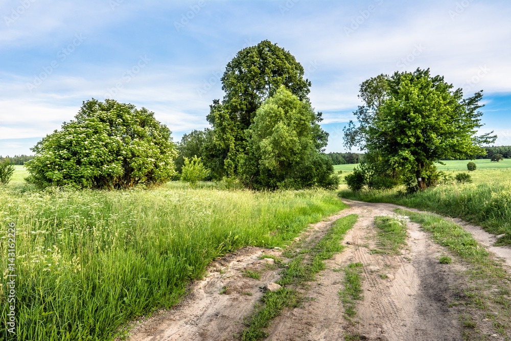 Rural road through green field in the summer, landscape