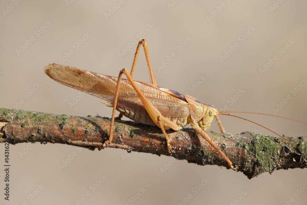 Szarańcza StockFoto Adobe Stock