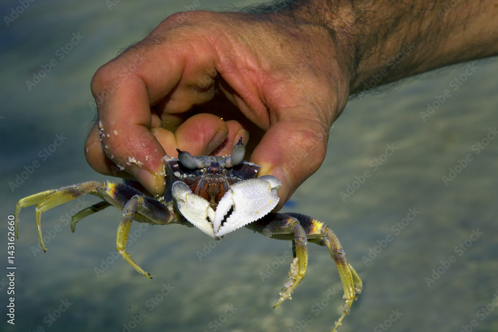 a hand holding a crab