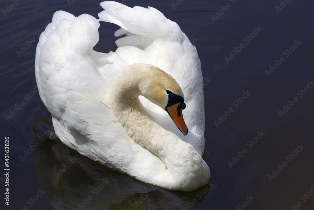 Obraz premium swan in the lake