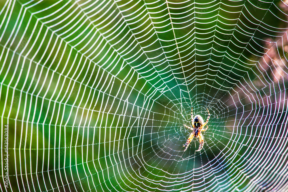 Dew on spider web Dew on spider web