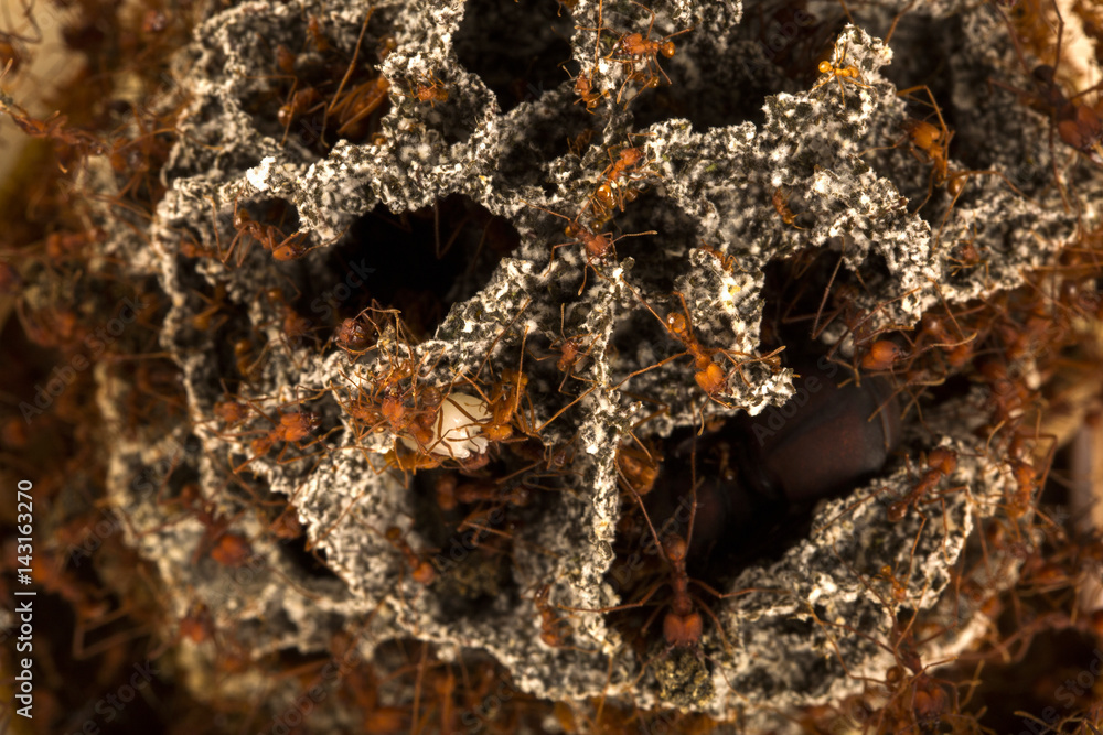 Ants in the underground nest. Ants in the underground nest.