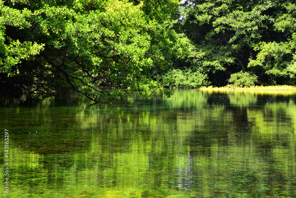 water on a green lake
