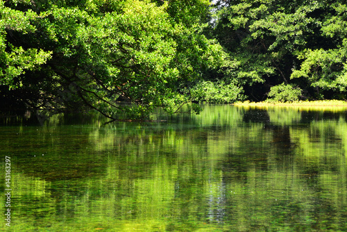 Fototapeta Naklejka Na Ścianę i Meble -  water on a green lake
