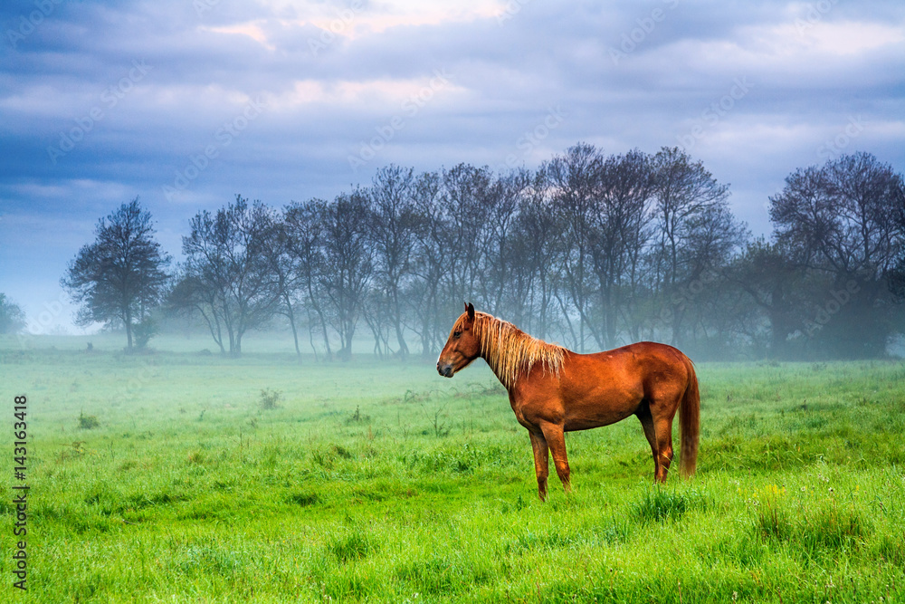 Fototapeta premium Red stallion with golden ruff