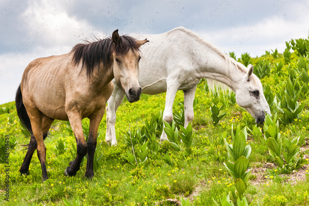 Couple horses grazing fresh grass