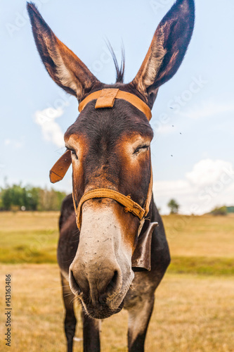 Funny donkey with big ears
