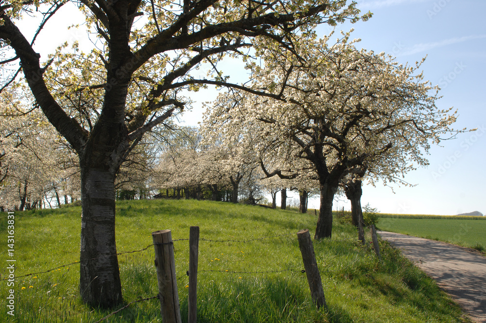 Frühling und Baumblüte im Odenwald Frühling und Baumblüte im Odenwald