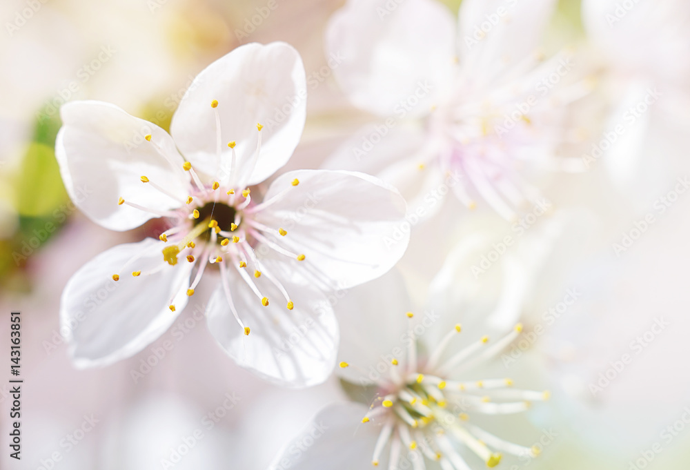 Beautiful flowers of the blossoming cherry tree in the spring time/Cherry Blossom Beautiful flowers of the blossoming cherry tree in the spring time/Cherry Blossom