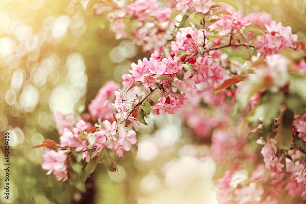 Pink blooming Apple tree in spring.