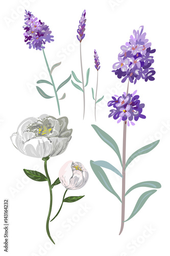 colorful tender hand drawn flowers vector lavender and peony