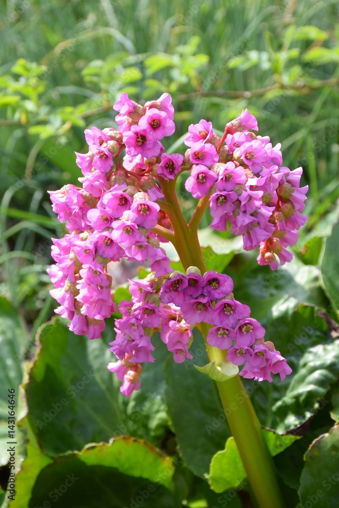 Bergenia Hybriden, Bergenie Bergenia Hybriden, Bergenie