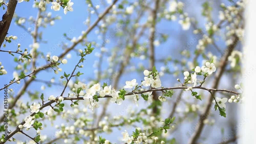 Flowering apple tree. Blooming Tree. Spring. Flowering apple tree. Blooming Tree. Spring.