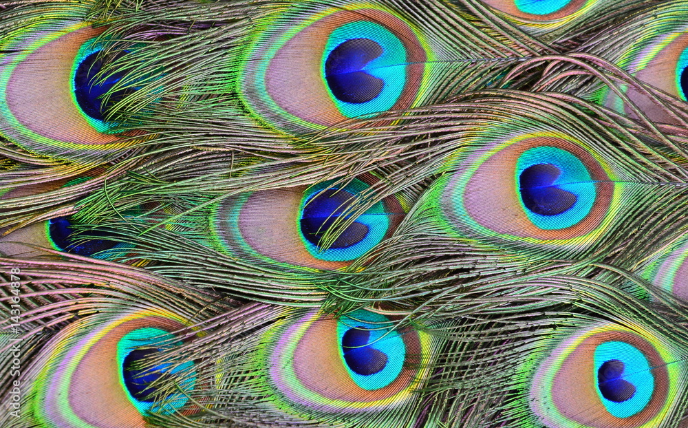 Obraz premium a peacock feather