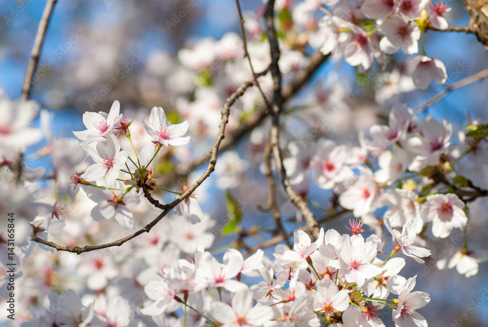beautiful cherry flower blossom in the spring sakura japan tradition