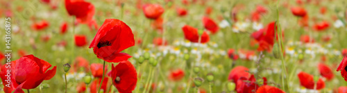 Poppy flowers isolated on green.