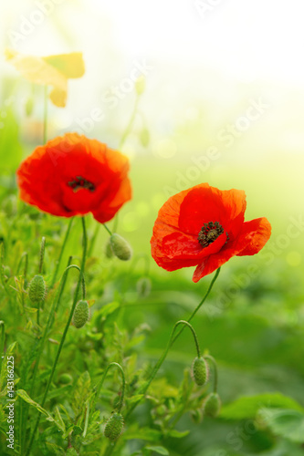 Fototapeta Naklejka Na Ścianę i Meble -  Two Poppy flowers isolated on green.