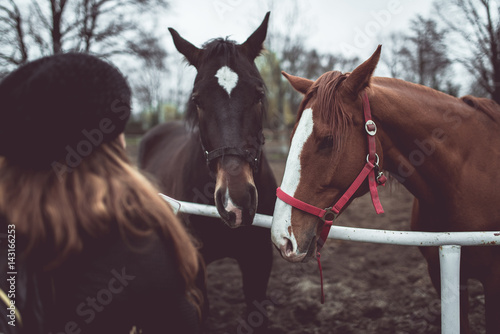 Beautiful big brown horse standing behind the fence 