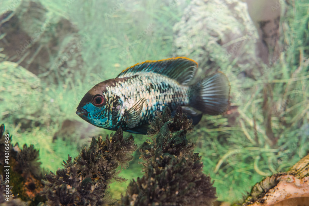 Aquarian fish. Turquoise Okara. Aquarian fish. Turquoise Okara.