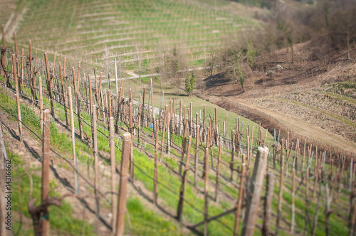 Tilt shift effect -springtime landscape of prosecco vineyard hills