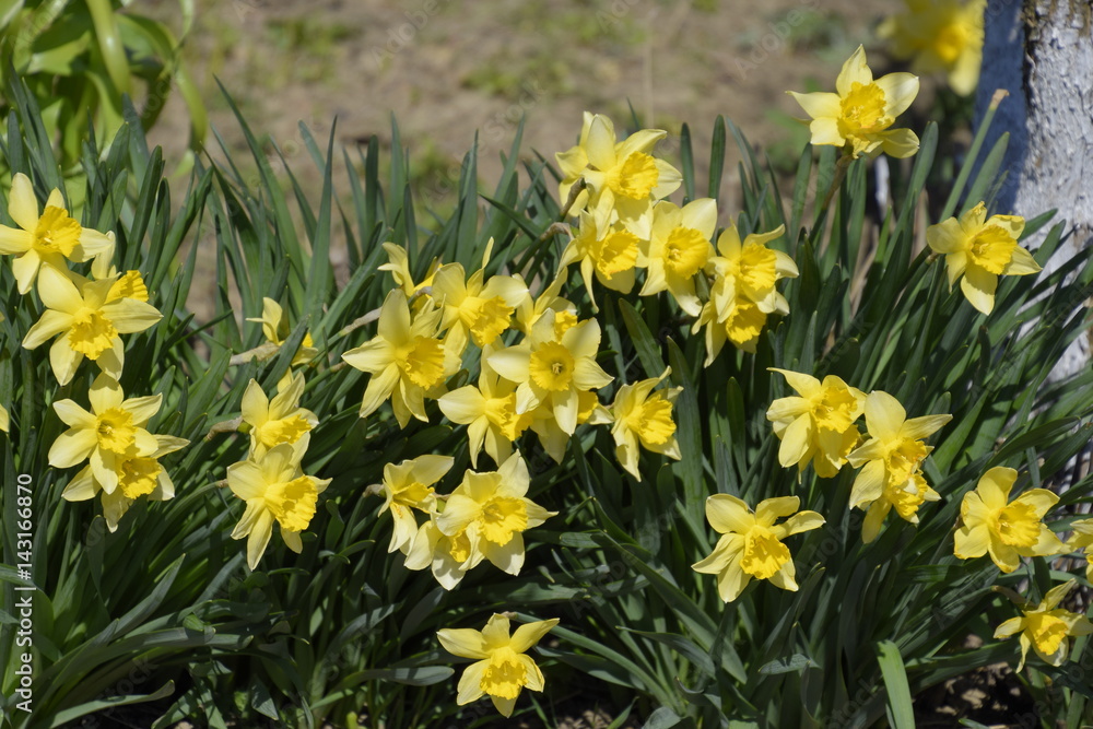 Spring flowering bulb plants in the flowerbed. Flowers daffodil yellow Spring flowering bulb plants in the flowerbed. Flowers daffodil yellow