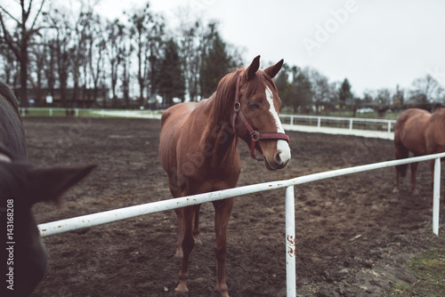 Beautiful big brown horse standing behind the fence 