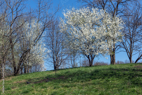 Sunny day and Plum tree with white Spring Blossoms over blurred nature background