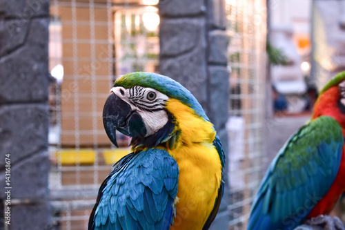 Blue and yellow macaw in zoo © KanawatTH