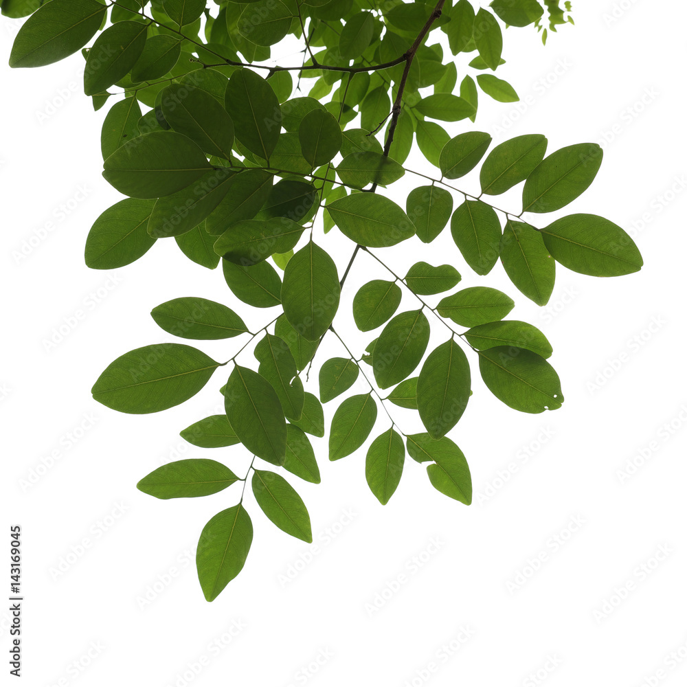 Green tree branch isolated