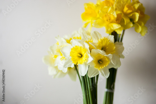 Daffodils on a white background 
