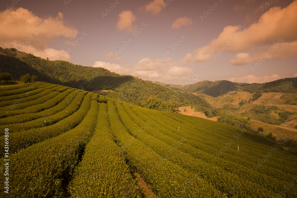 THAILAND CHIANG RAI MAE SALONG TEA PLANTATION THAILAND CHIANG RAI MAE SALONG TEA PLANTATION