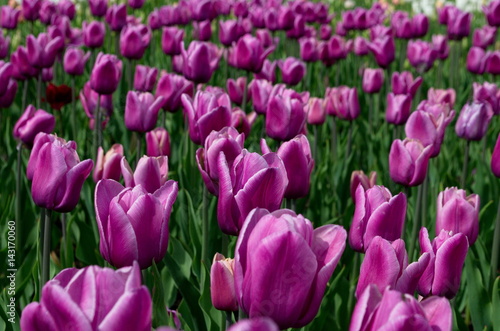 Field with tulips.