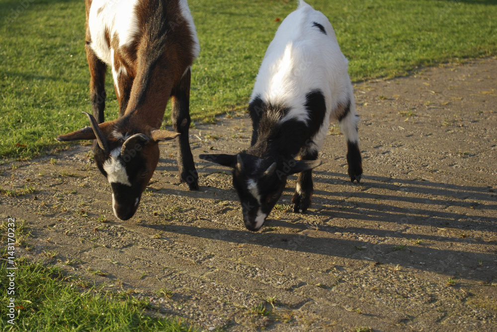 Obraz premium Goats grazing in a meadow.