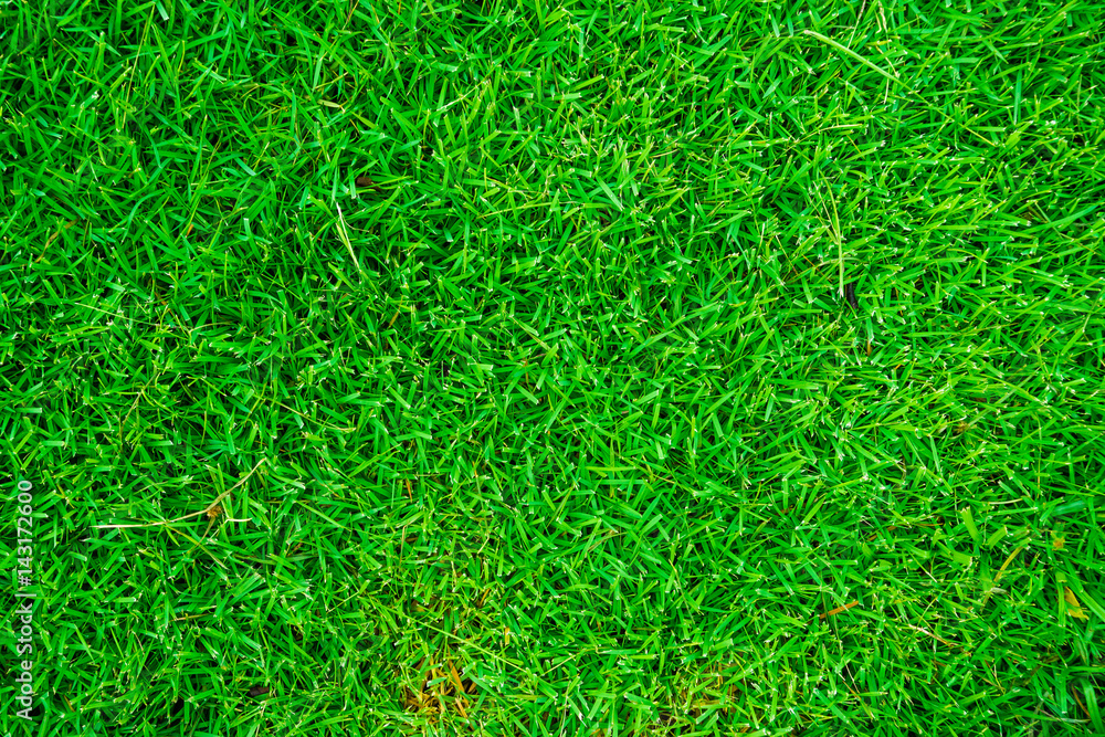 Nature green grass texture above view Nature green grass texture above view