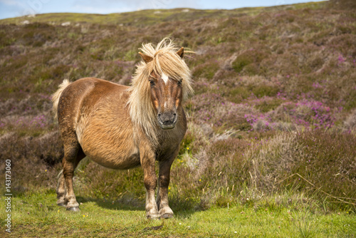 Tablou pe pânză Shetland pony south Uist outer Hebrides Scotland