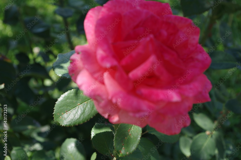 Rosa