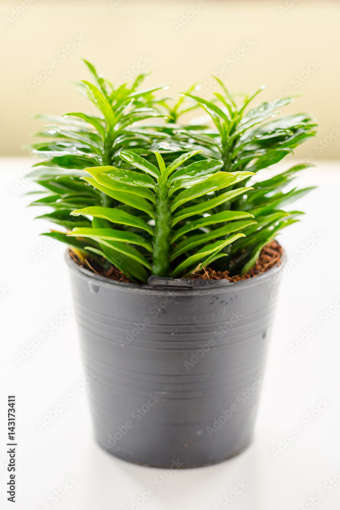 Fresh little tree on the white background in House Fresh little tree on the white background in House