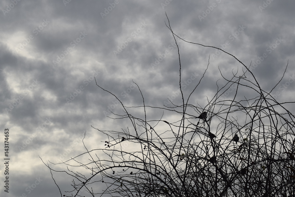 Naklejka premium Sparrows 