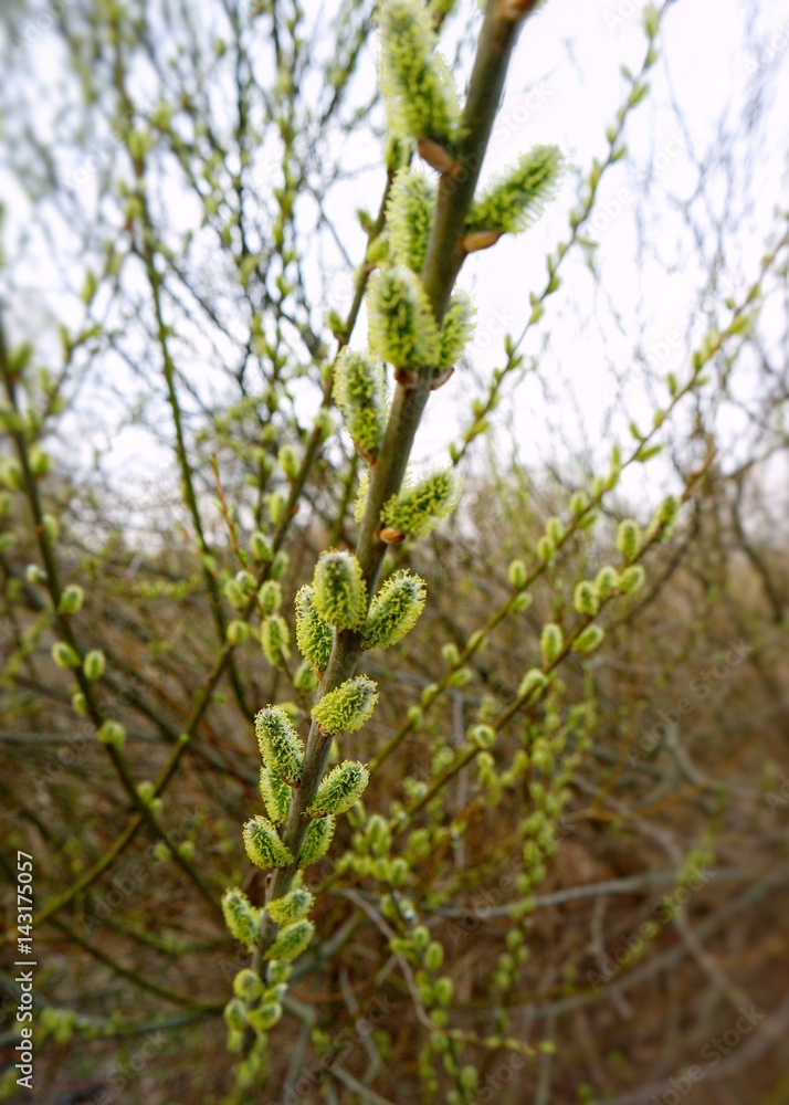 The first spring flowering of trees The first spring flowering of trees