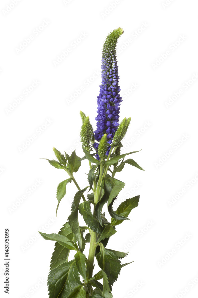 Purple Veronica flower isolated on white background