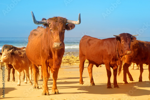 Cows, bulls and calves sunbathe on the sunny beach of Atlantic ocean. Andalusia, Spain. 