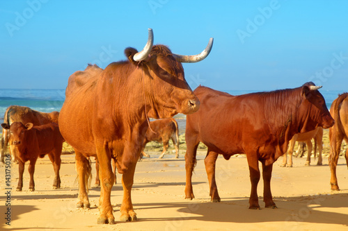 Cows, bulls and calves sunbathe on the sunny beach of Atlantic ocean. Andalusia, Spain. 