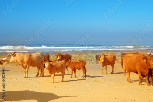 Cows  bulls and calves sunbathe on the sunny beach of Atlantic ocean. Andalusia  Spain. 
