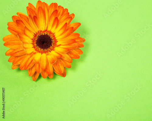 открытка из яркого оранжевого цветка гербера на бумажном салатовом фоне